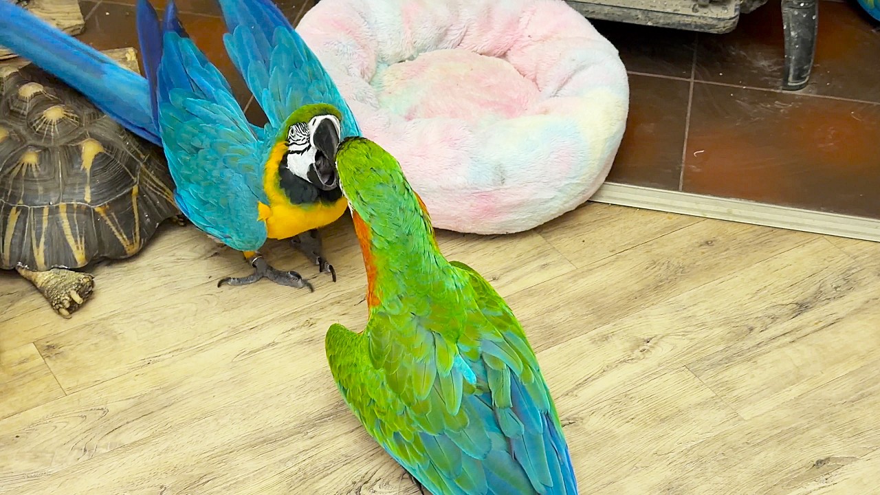 Baron the parrot doesn't let anyone near his turtle. Попугай никого не подпускает к своей черепахе.