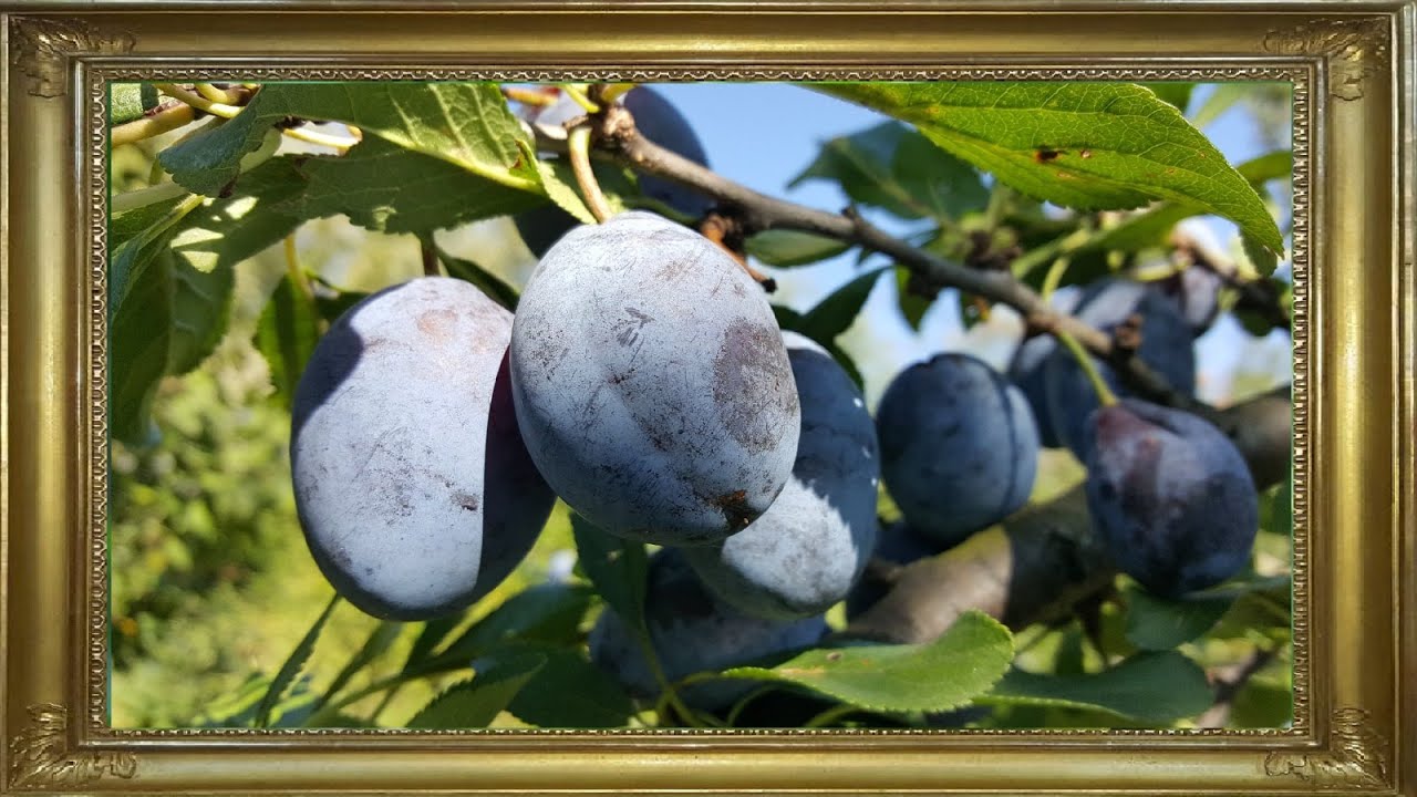 TOP 9 SOIURI DE PRUNE PENTRU TUICA