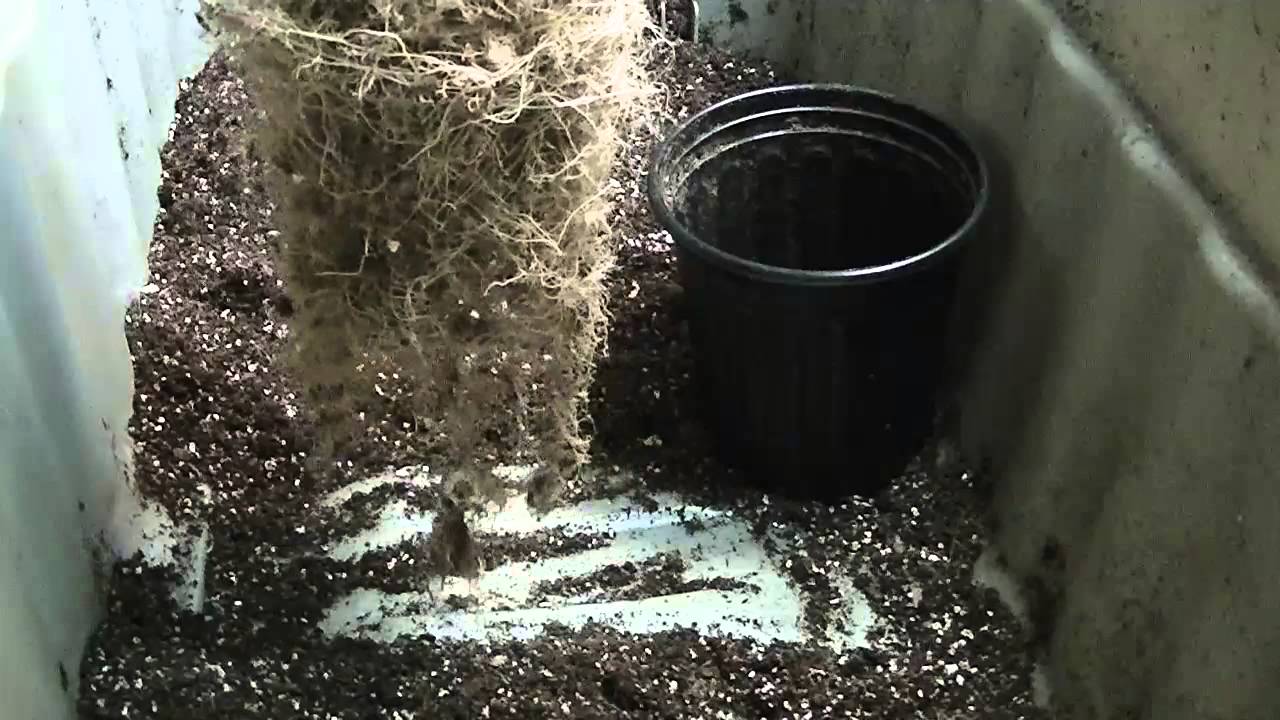 KingJohnC's Lush Lighting LED Harvest AK48 #3 Roots