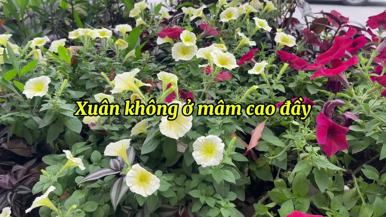 Nghê khúc Xuân| Sự thật về mùa Xuân