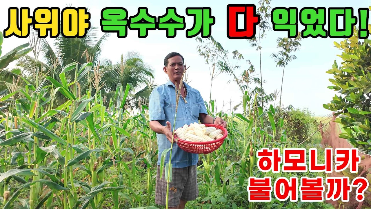 옥수수를 따서 삶아먹었습니다! (kiengiangtv)