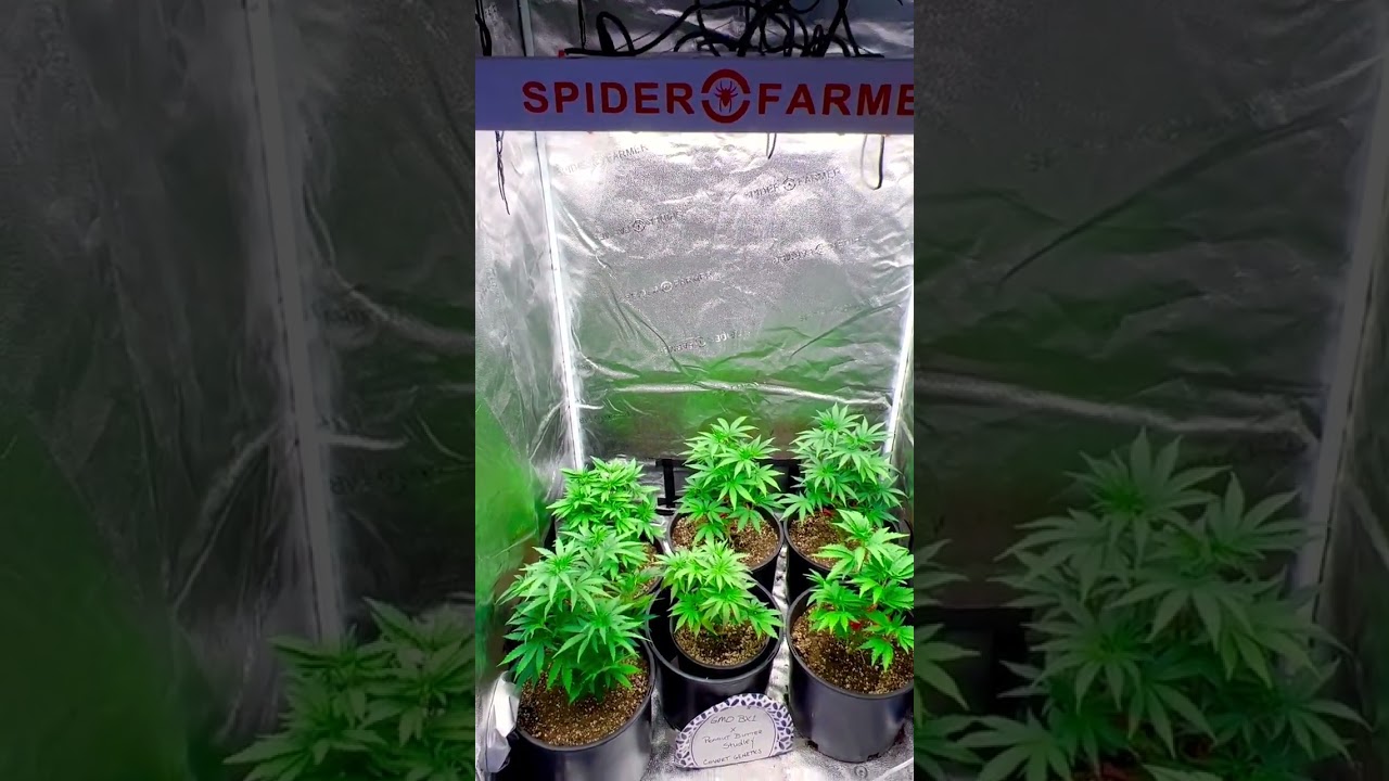 An amazing light and tent combo! Looking forward to seeing what it does in flower🌼