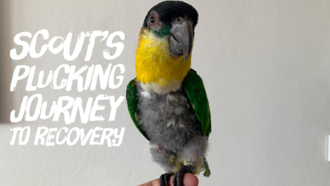 Scout the Caique Parrots Journey on Plucking Feathers