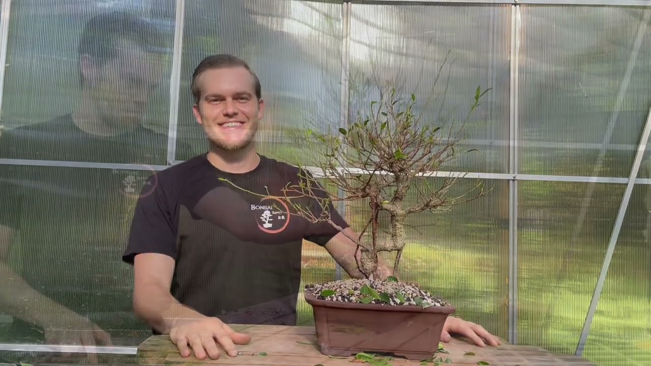 Ficus Bonsai Styling | The Bonsai Supply