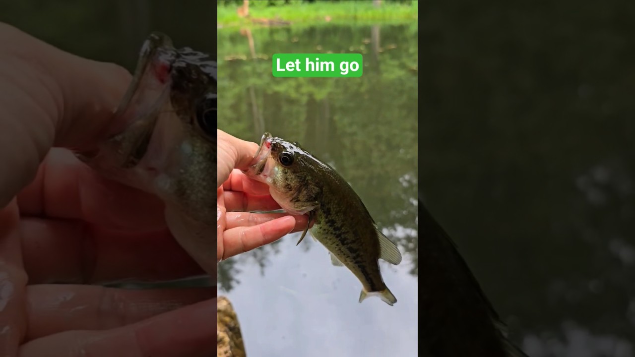 First bass at Kensico Reservoir #fishing #catchandrelease #largemouthbass #shorts
