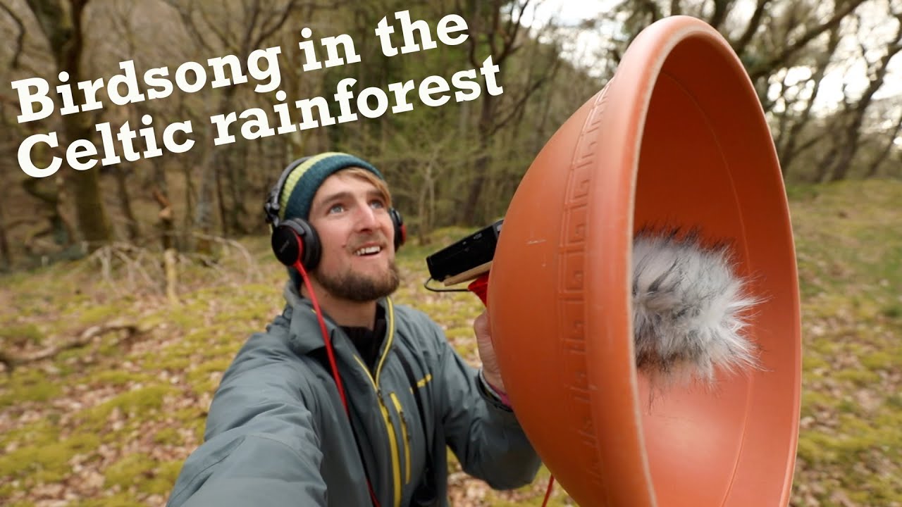 Birdsong in the Celtic Rainforest - learning some key species