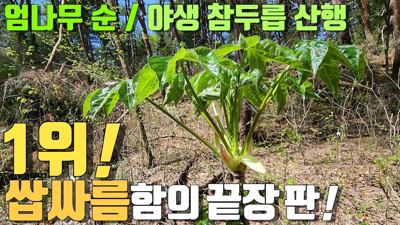 야생 두릅과 엄나무순 산행! 100% 자연산 강력한 쌉싸름한 맛! 산나물 봄나물 1위! 시골 강아지와 약초꾼의 시골 생활! 야생 약초 버섯 리얼 진짜 방송! Country life