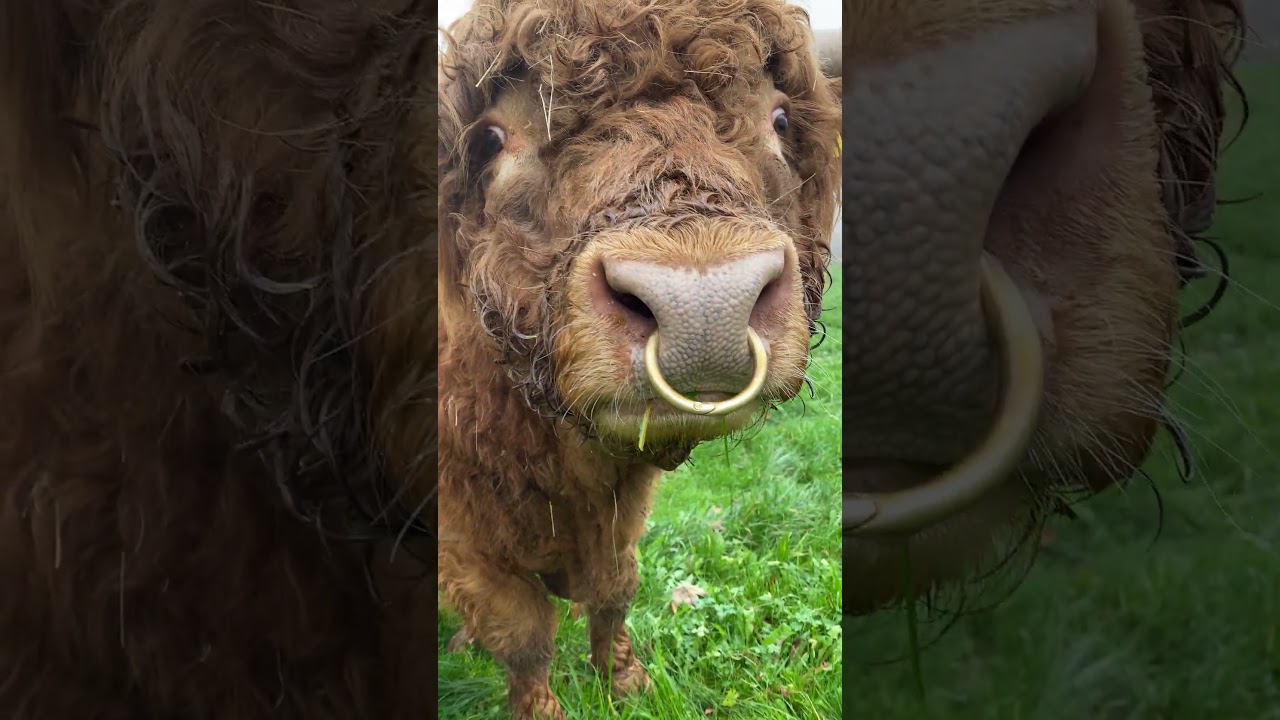 &Scaron;kotsko brdsko goveče#ScottishHighlandCattle#securityguard #cow#Bos (primigenius) taurus