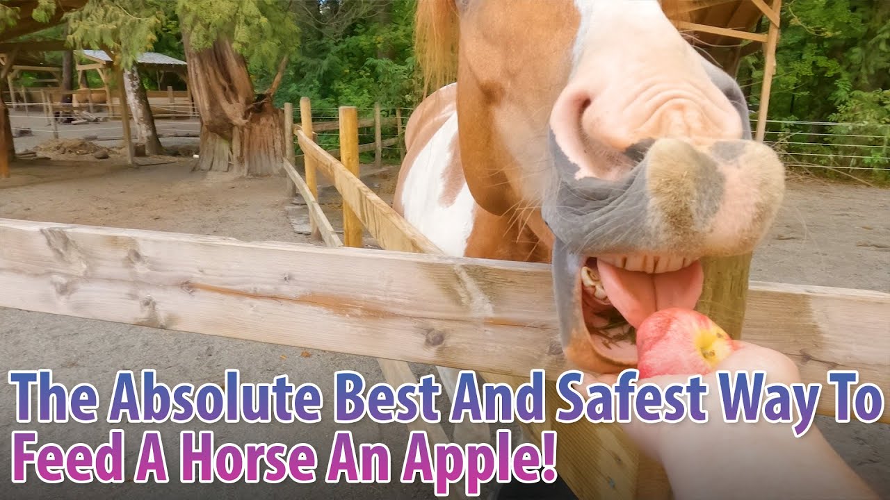 The Absolute Best And Safest Way To Feed A Horse An Apple, Lets Feed All The Horses Here!