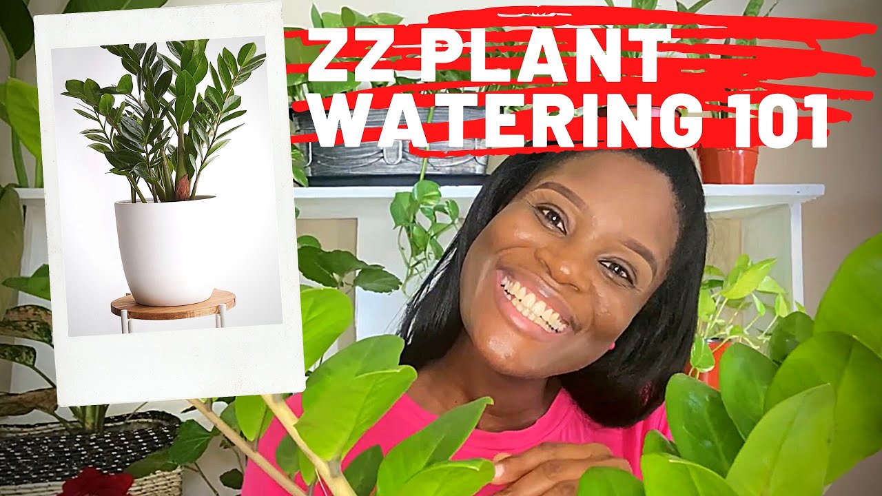 HOW TO WATER YOUR ZZ PLANT AT HOME | PLANT CARE