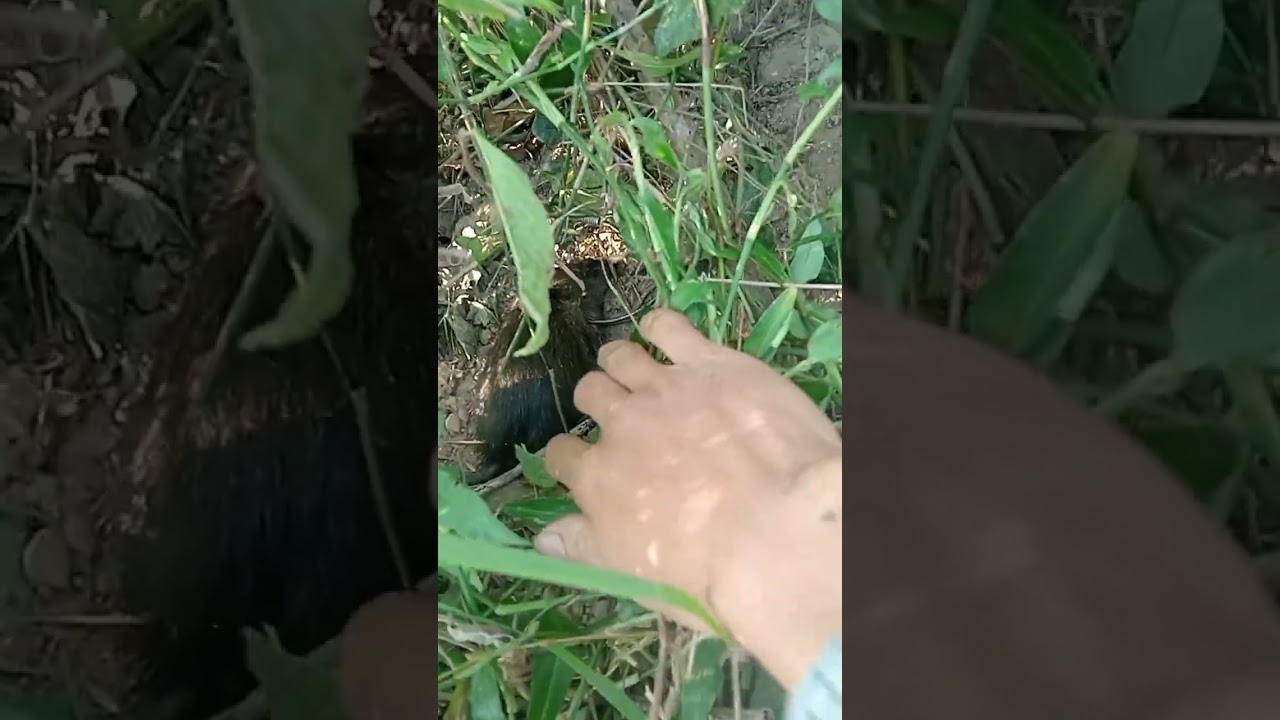 ดักหนูนา ในป่าอ้อย