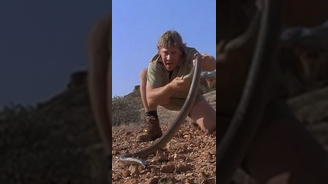 A Scene From The Crocodile Hunter: Collision Course 
