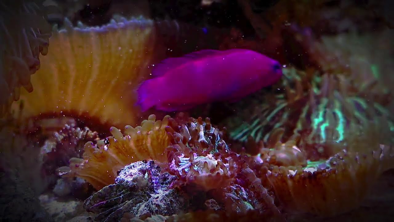 Meerwasser Korallen Nahaufnahme Fungia 4K F&uuml;tterung