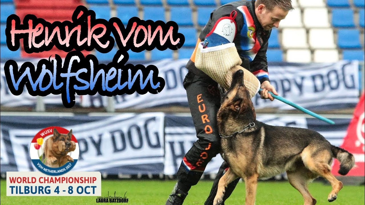 WUSV 2017 David Buss Henrik Vom Wolfsheim C Protection 91pts