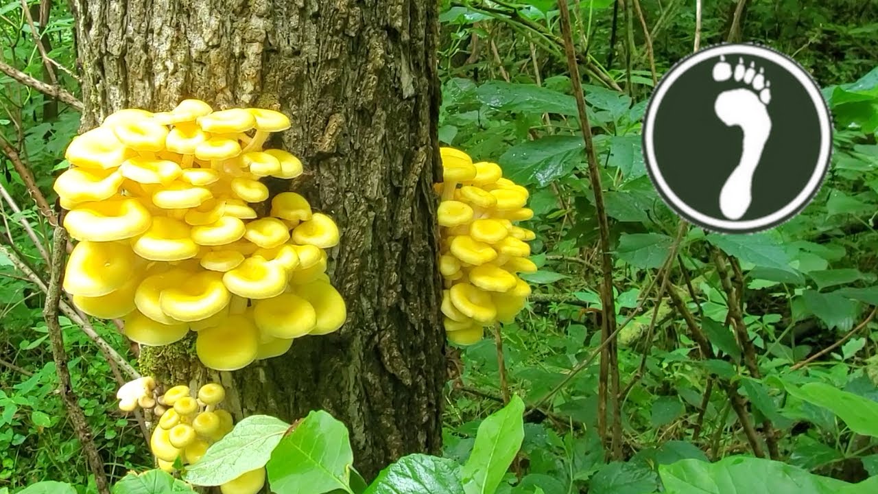How To Find and Eat Golden Oysters