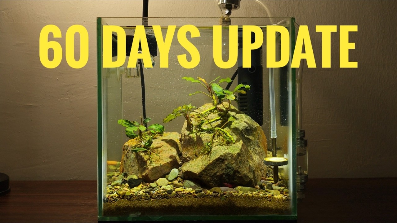 My Bucephalandra Tank 60 Days Update.