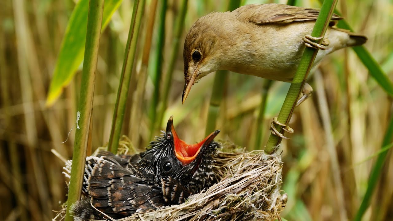 I Watch Reed Warblers Raise A Cuckoo Chick As If It Was Their Own | Part 2 | Robert E Fuller