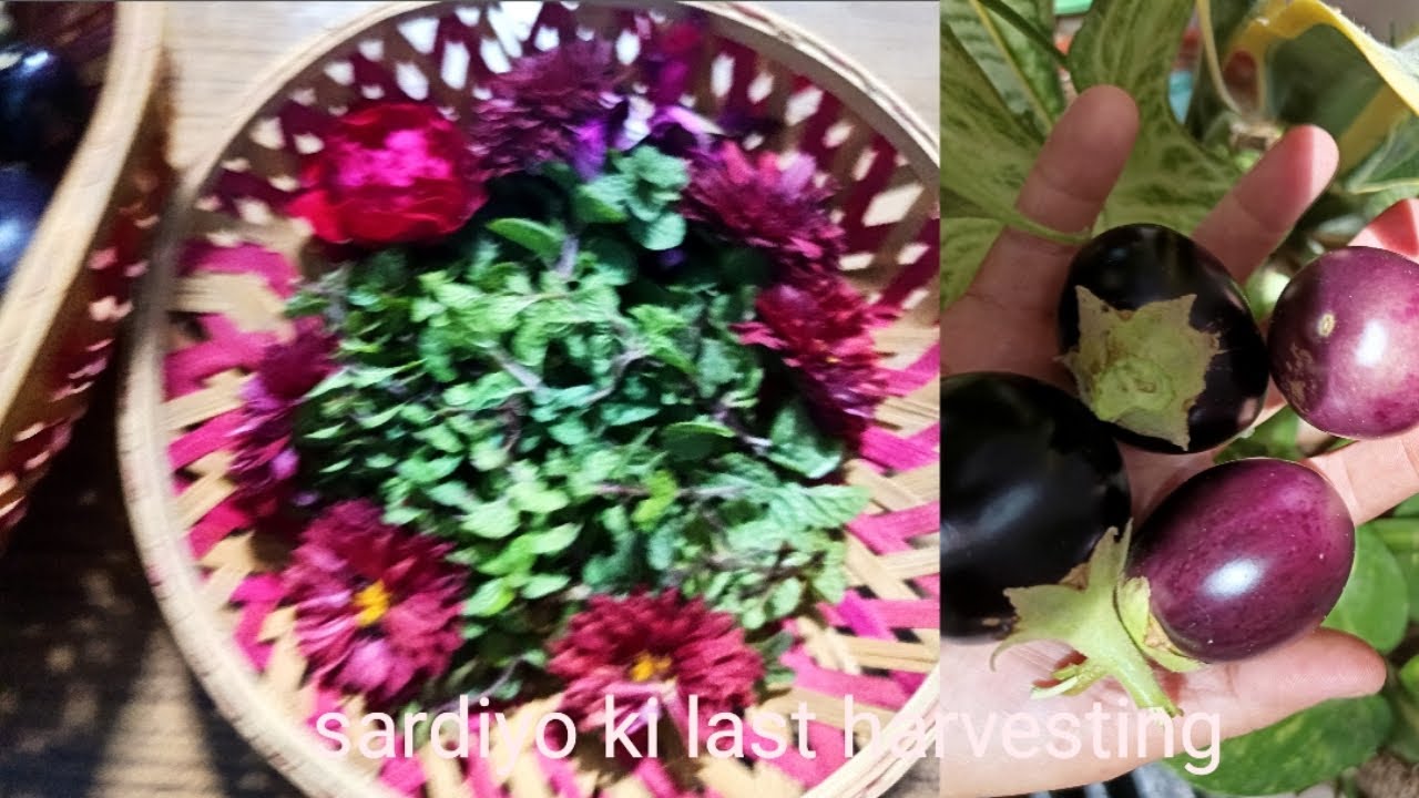 Palak,green onion,mungre.#es season ki last harvesting #वायरलवीडियो 