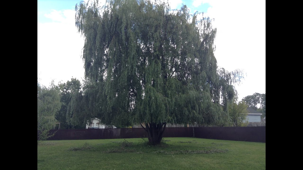 Les bienfaits du saule pleureur