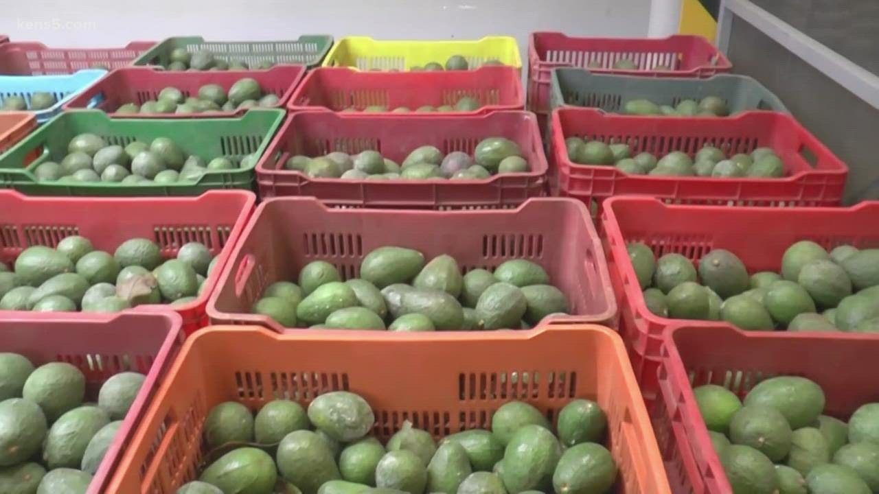 Why the U.S. government is halting imports of avocados from Mexico