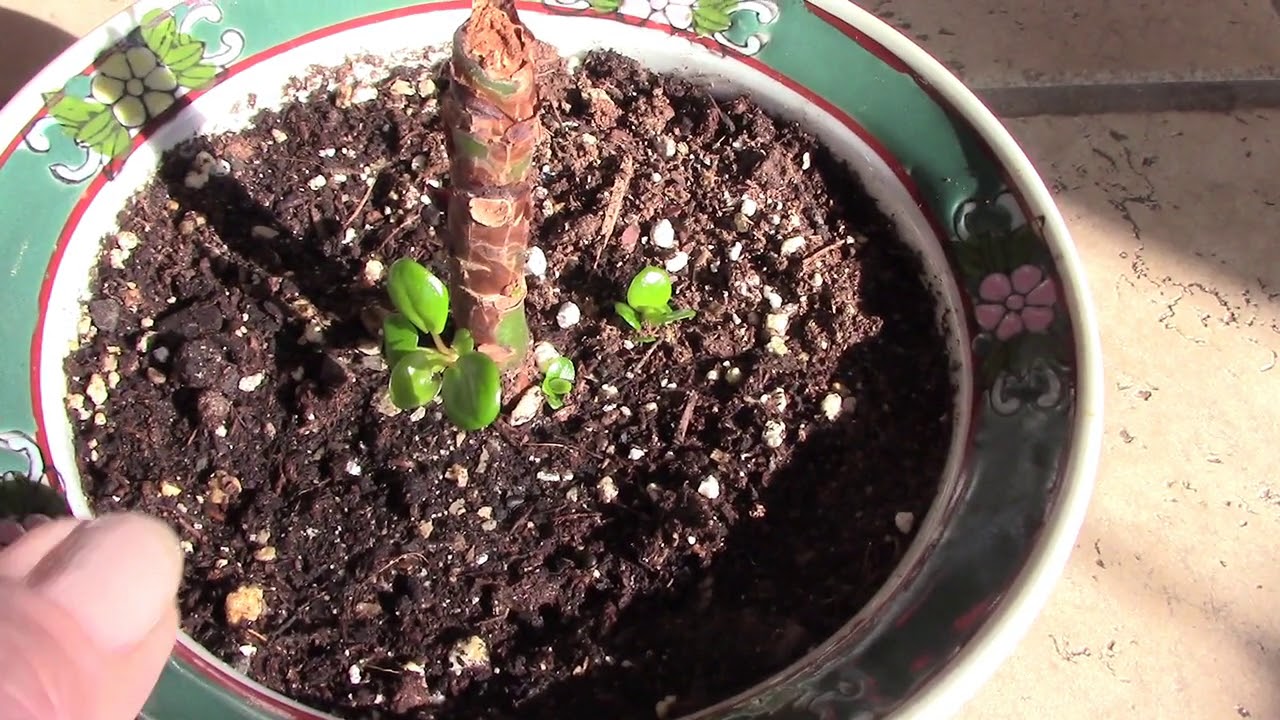 Encouraging My Pilea Peperomioides to Produce Babies