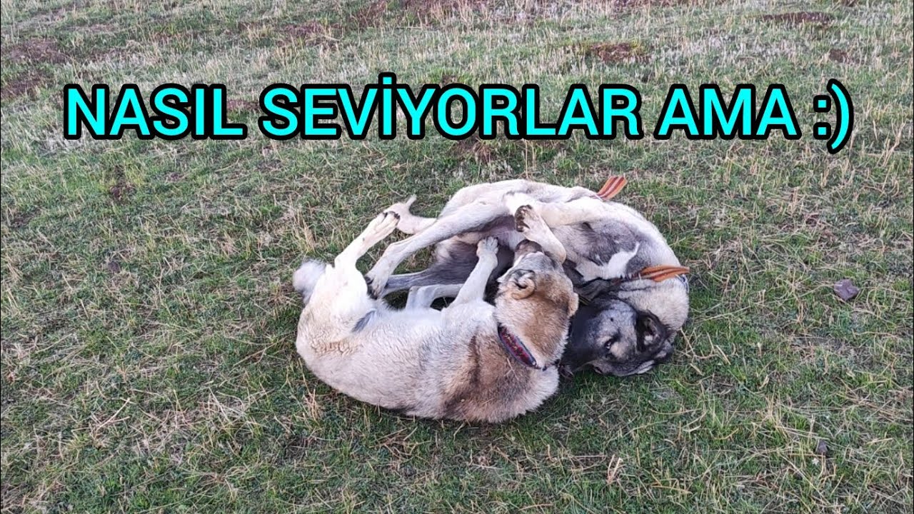 &Ccedil;OK G&Uuml;ZEL BİR VİDEO BOYKAYLA DUMAN &Ccedil;OK G&Uuml;ZEL ANLAŞIYORLAR