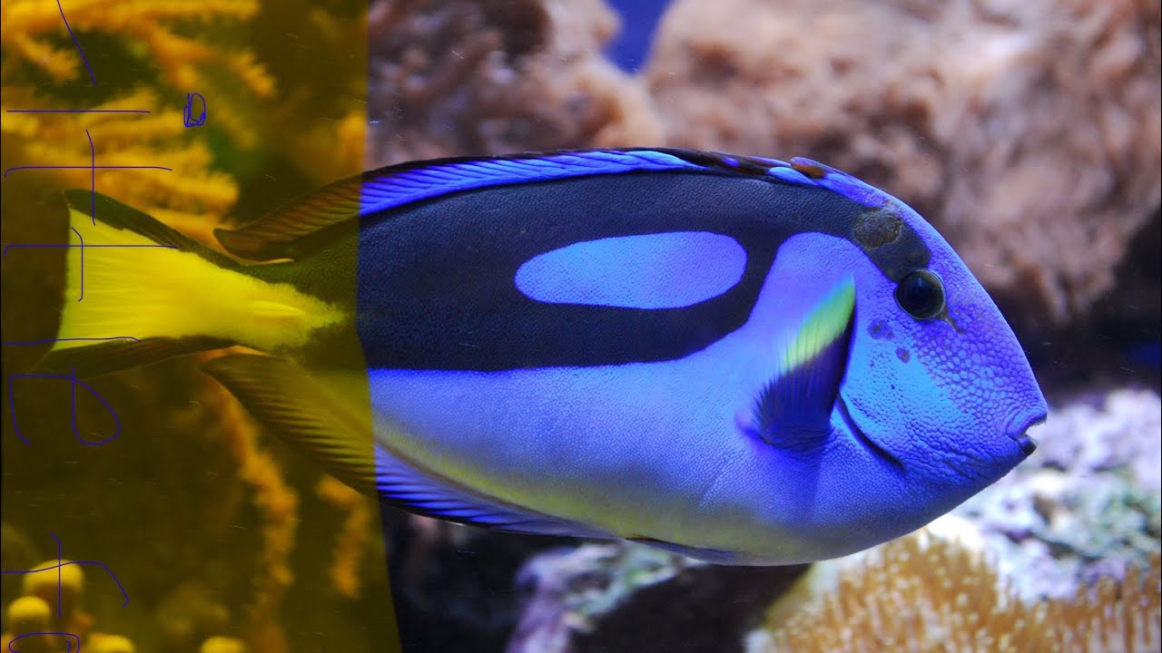 Meet the Animals 69: Blue tang
