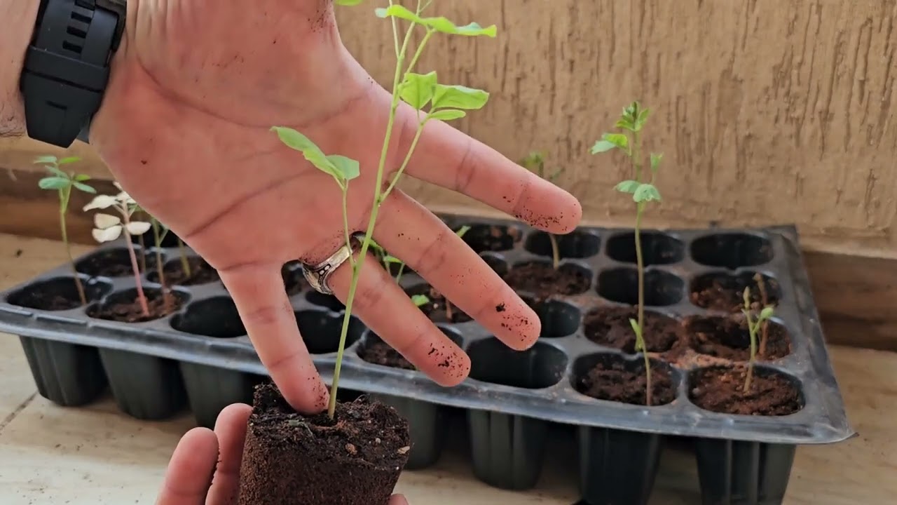 أسرع شجره هتلاقيها من بذره للشتله في 14 يوم انه البان العربي