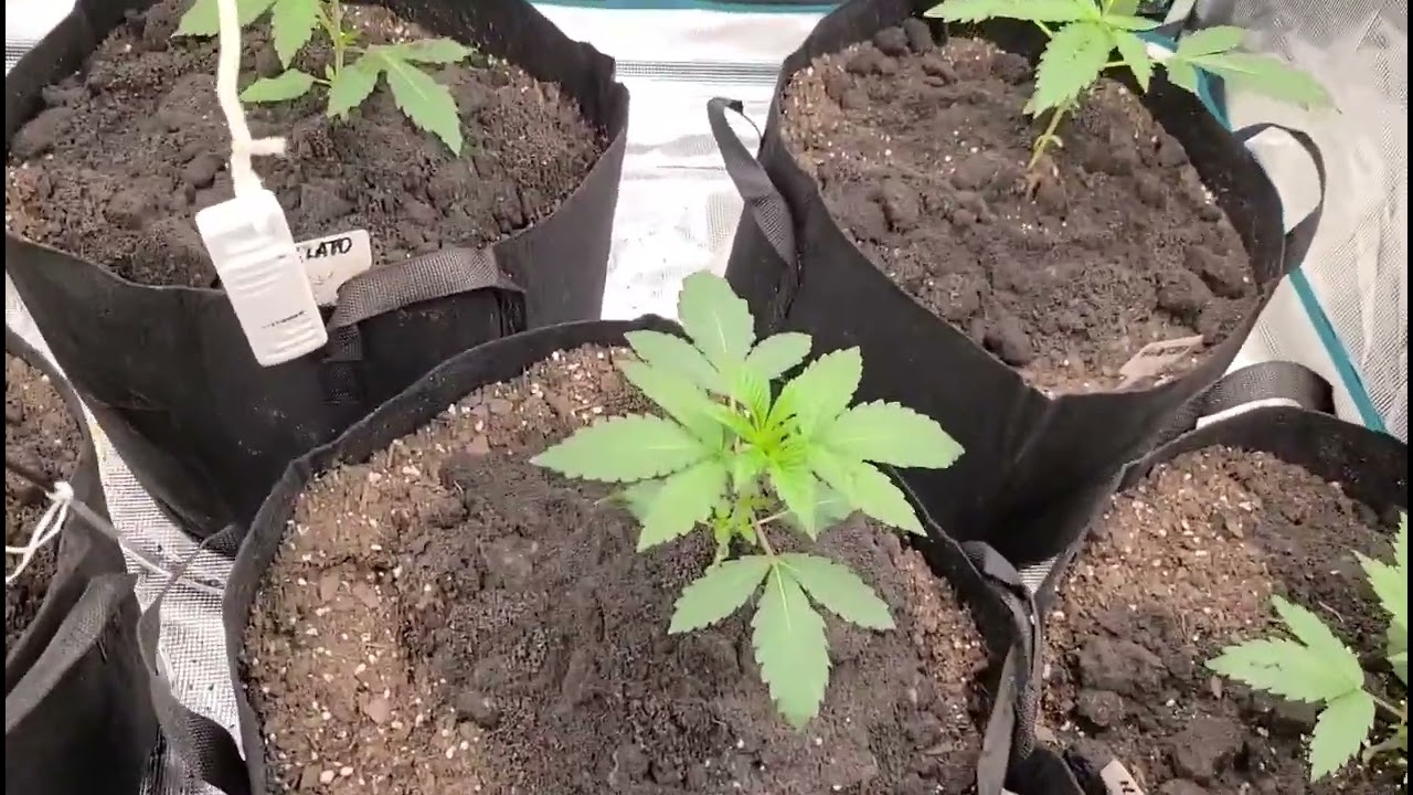 Mike's Grow Room - ADDING CO2 TO YOUR GROW TENT! #tnbnaturals #tnb