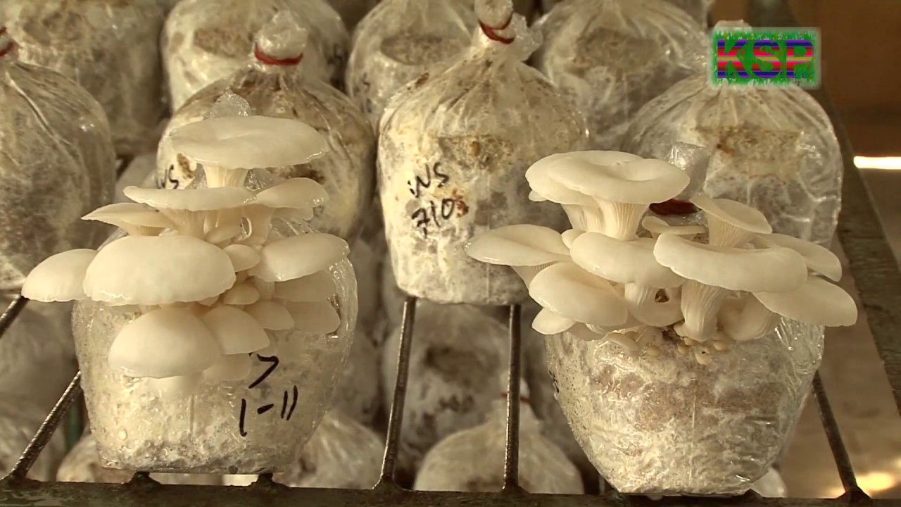 মাশরুম ও মাশরুমের চাষ পদ্ধতি | Mushroom farming methods