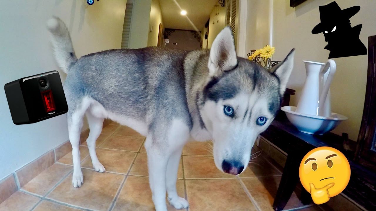 Spying on my Husky Gohan! - Testing the Petcube Play!
