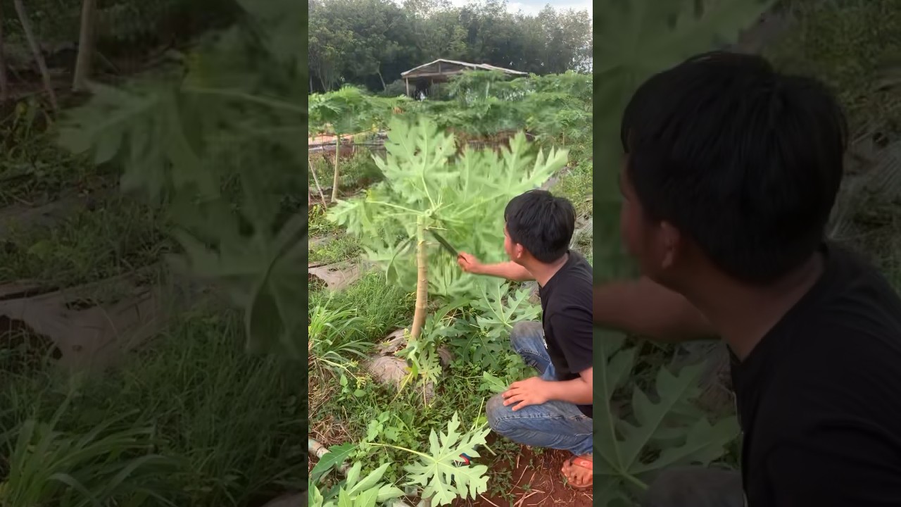 How to turning male to female papaya 🌱grafting #grafting #graftingtechnique #cuting #skills #farm