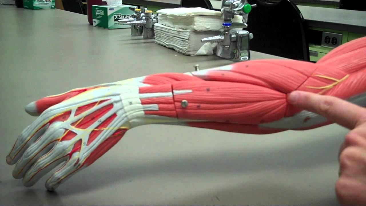 muscles of the posterior forearm.mp4