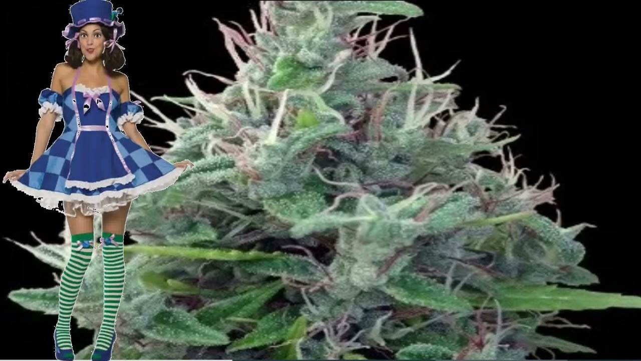Lebanese &ndash; Ace Seeds