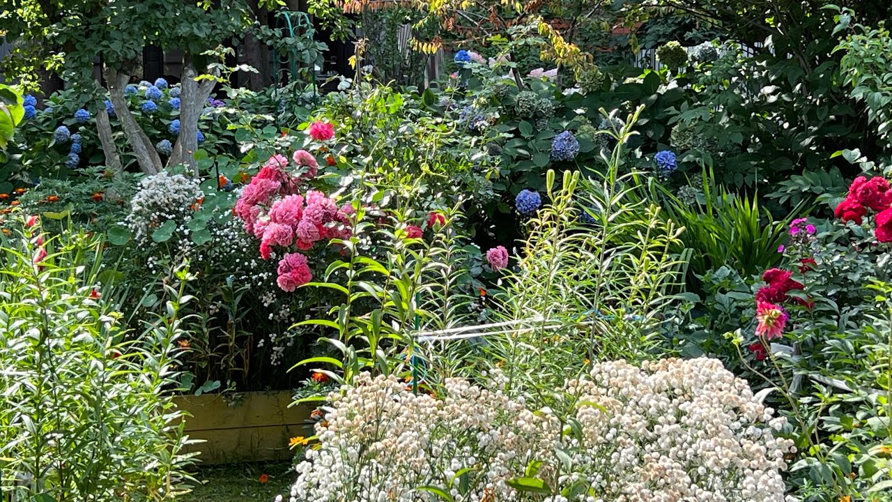 В гостях у Валентины . Прекрасный сад моих соседей