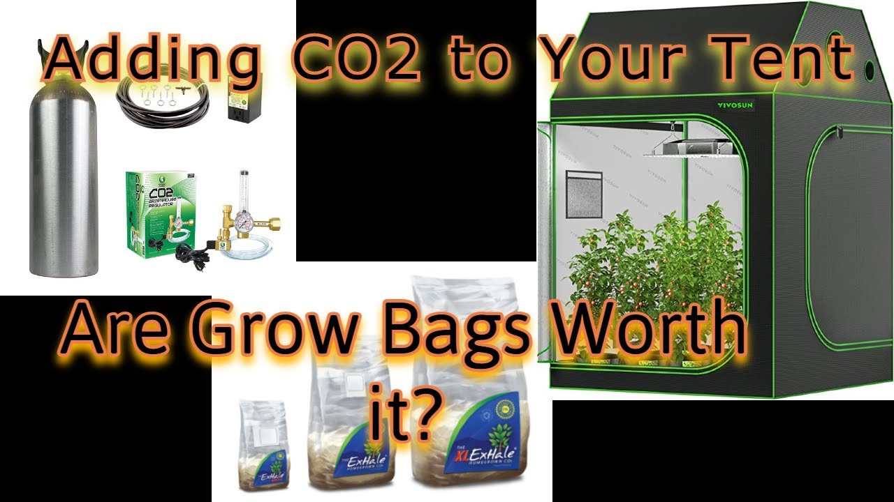How to Use CO2 With a Tent! How to Get FREE CO2 - Testing Mushroom CO2 Bags!