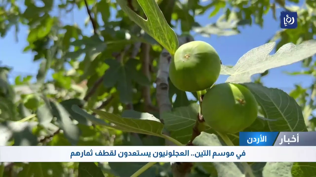 في موسم التين.. العجلونيون يستعدون لقطف ثمارهم