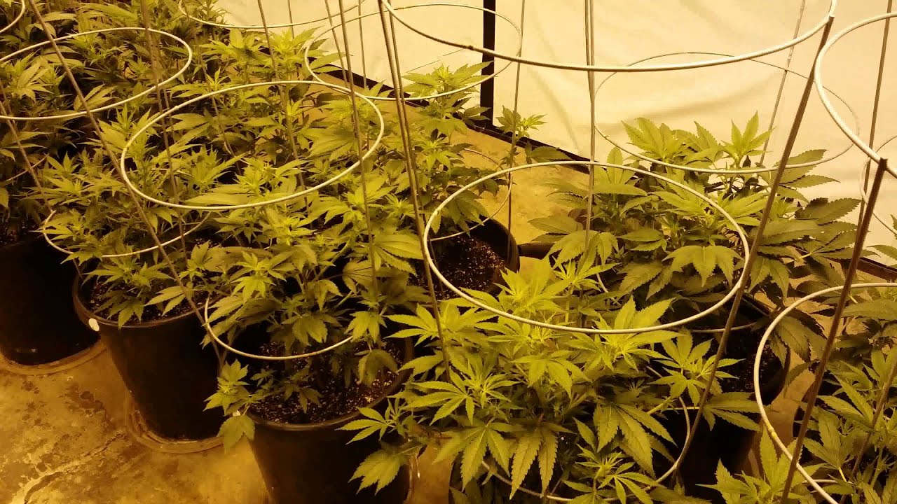Buddy Nuggets 8000 Watt Grow Update