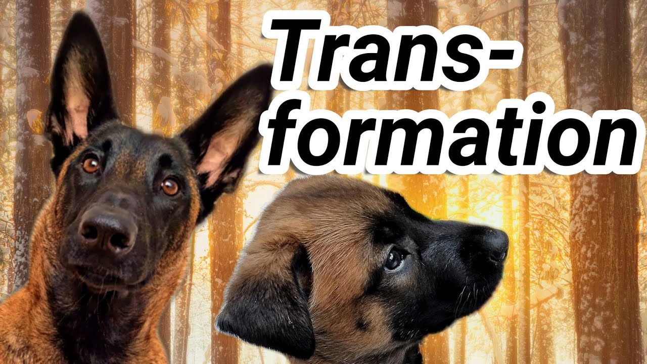 belgian Malinois Transformation: Baby Welpe zum Junghund.  dog growing up. Alltag mit Hund.