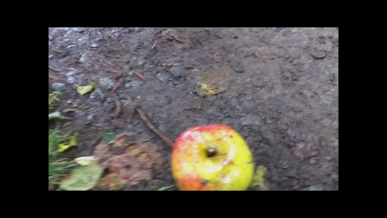 Pony-Parade! Der Riesen Apfel :D
