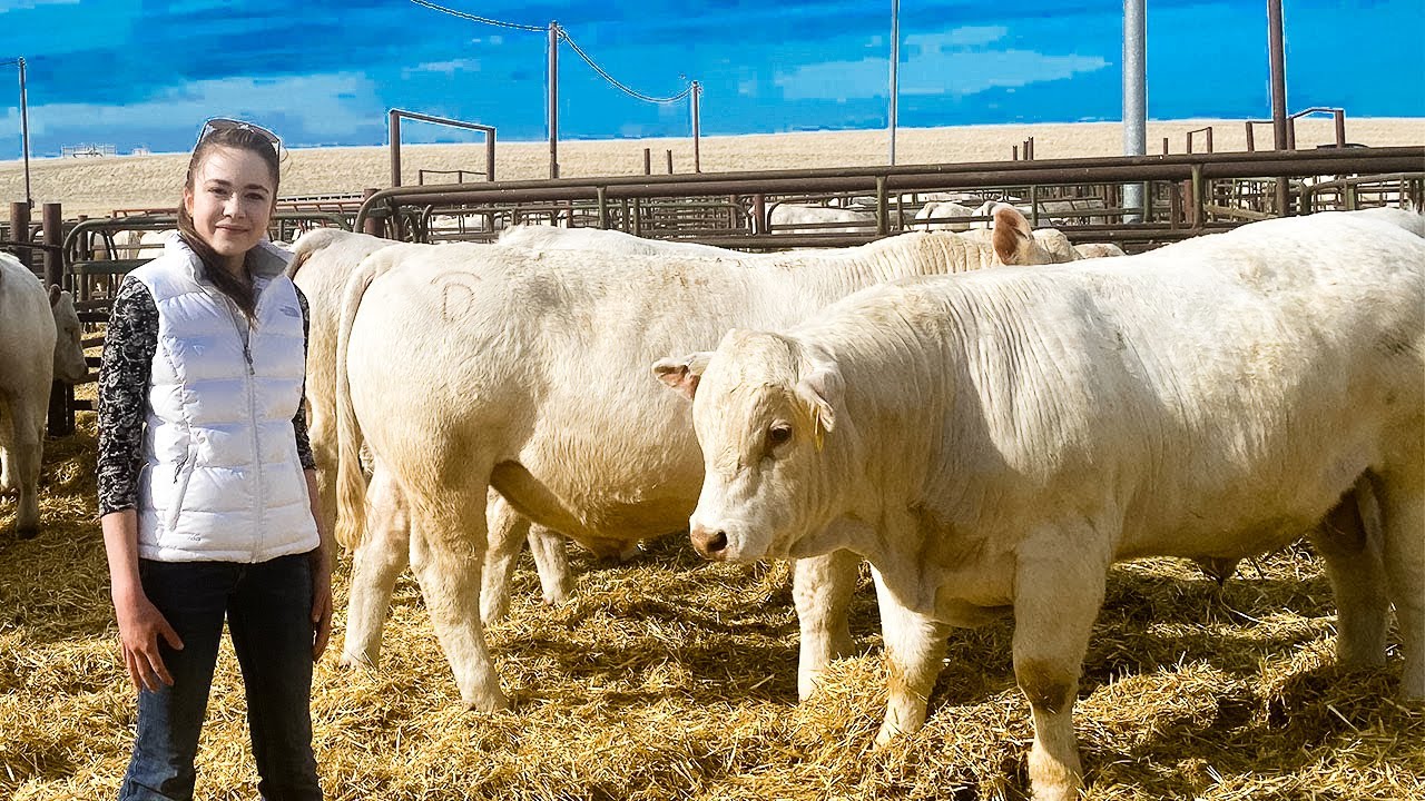 Распродажа DeBruycker Charolais Bull 2021, Монтана
