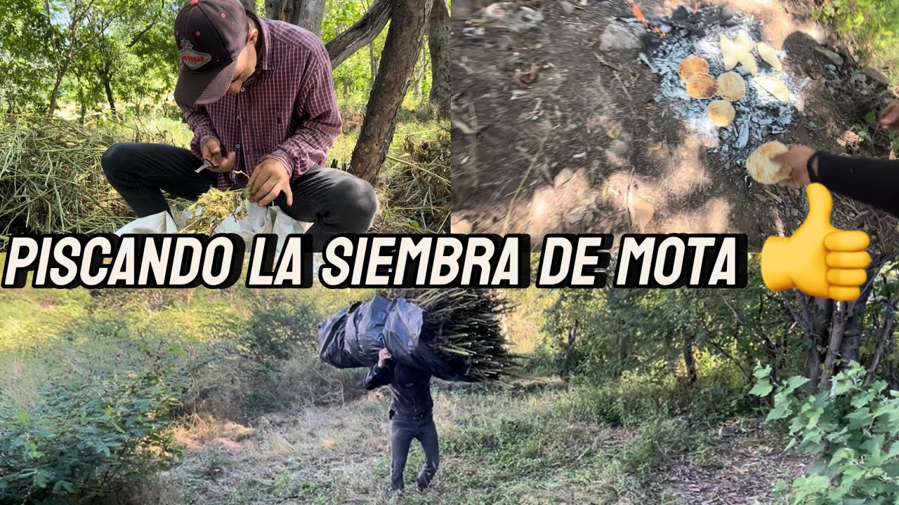 EL TÍO TOÑO Y CHARRIKE ME AYUDAN A PISCAR LA SIEMBRA DE M0T4🍀