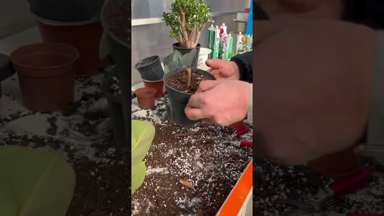 زیاد کردن و قەلەم کردنی مطاط بە دوو شێواز