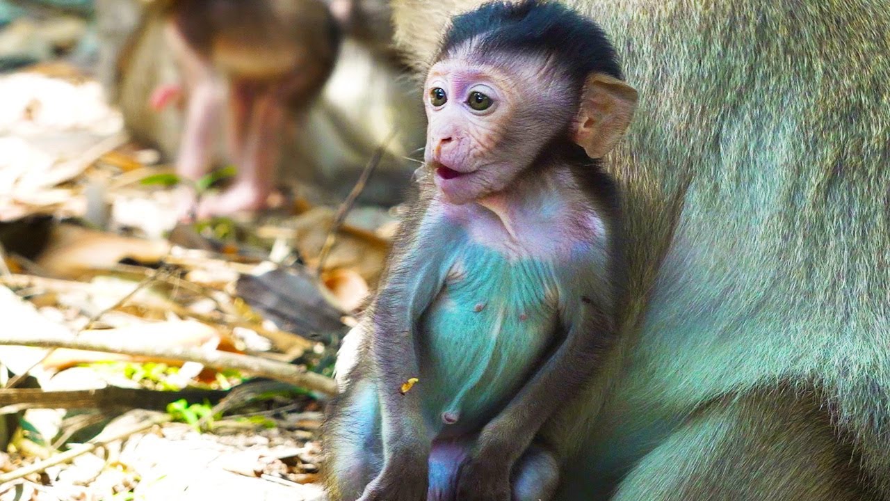 Watch This Adorable Babies Monkey Take Its First Steps with Mom