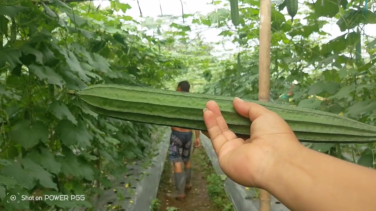 HASIL SAYURAN OYONG BERBOBOT LURUS DAN BESAR BESAR PAKE CARA INI