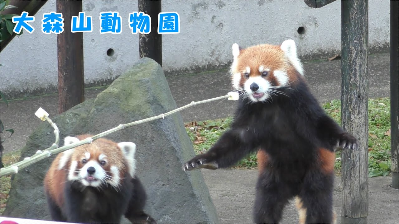 【大森山動物園】レッサーパンダのエサやり体験