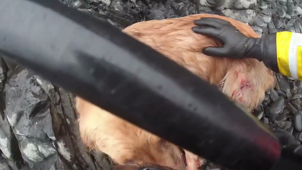 Dramatic Rescue of Golden Retriever on N. Oregon Coast, Cannon Beach