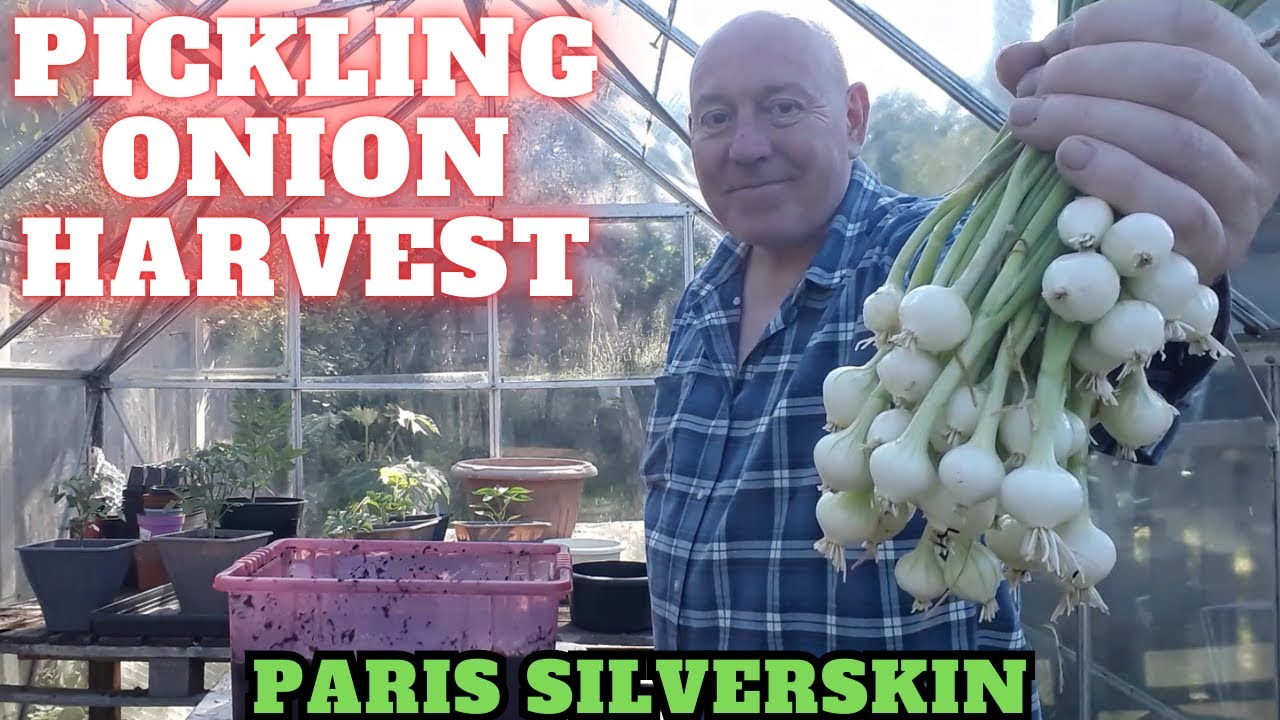 Pickling Onion Harvest [Gardening Allotment UK] [Grow Vegetables At Home ]