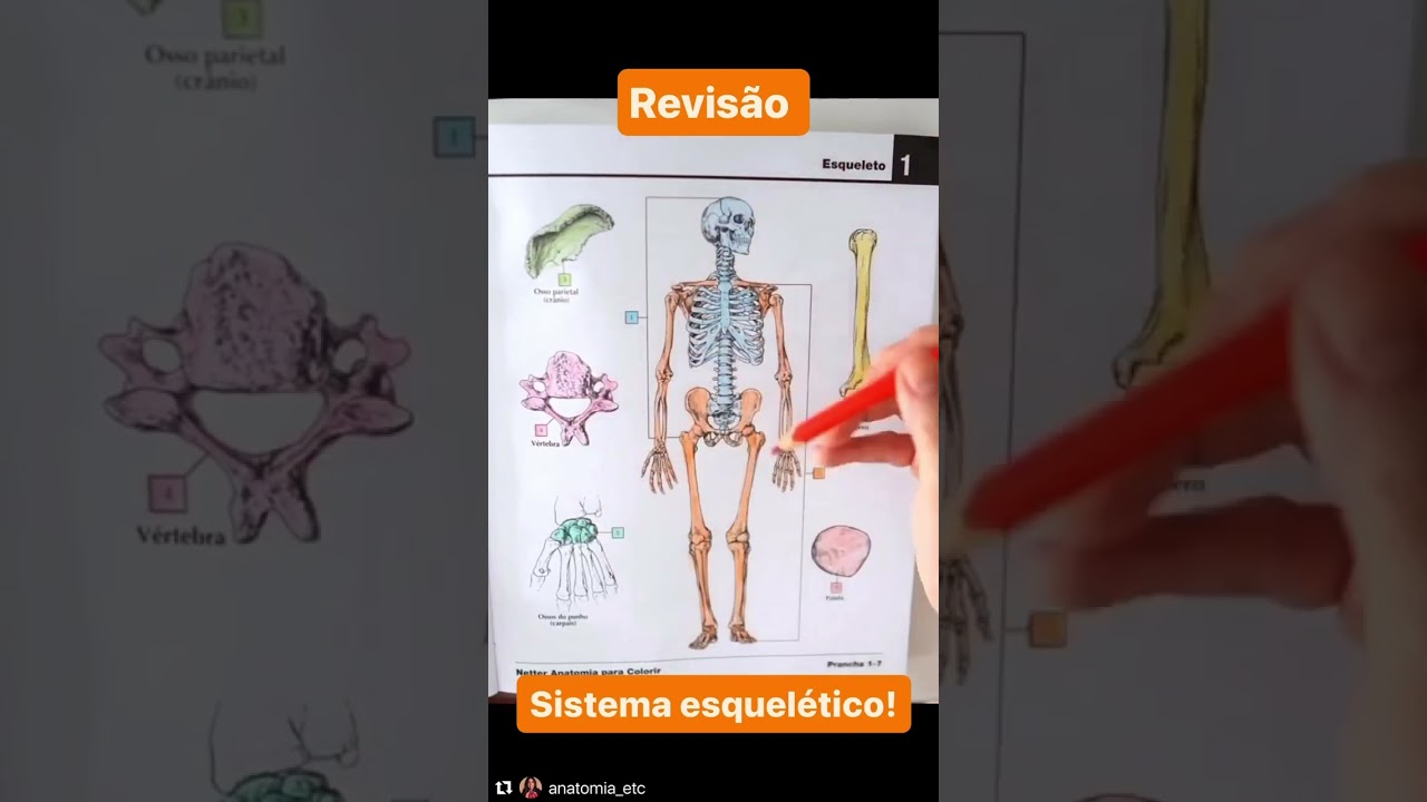 REVIS&Atilde;O SISTEMA ESQUEL&Eacute;TICO!