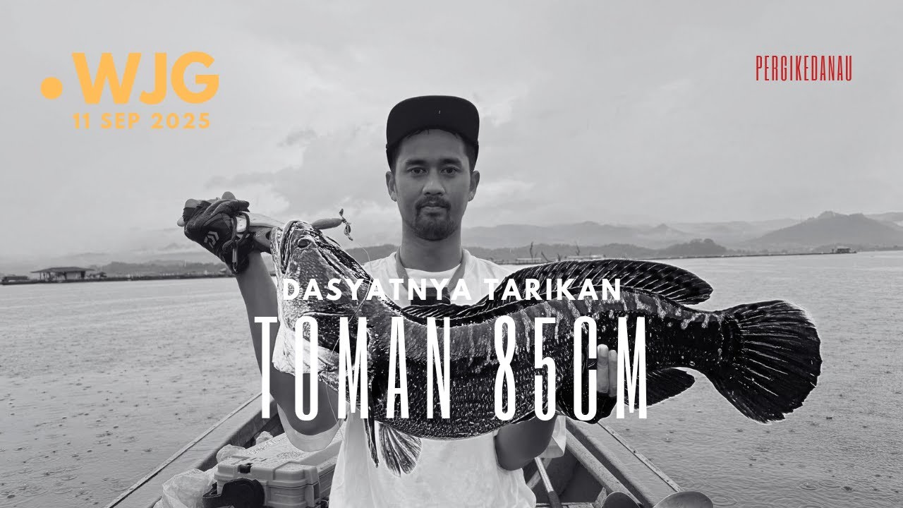 MONSTER TOMAN WJG ‼️|| GILAA TARIKANNYA‼️||  CASTING TOMAN WADUK JATIGEDE 11 SEPTEMBER 2025